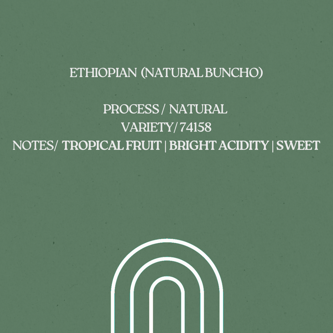 Ethiopian (Natural buncho)